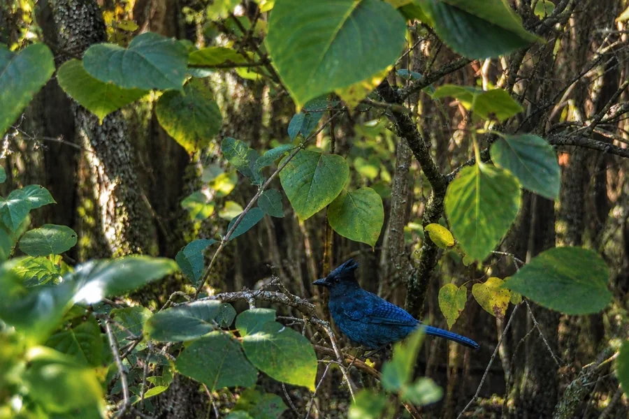 Blue Steller's jay perched among sunlit green leaves