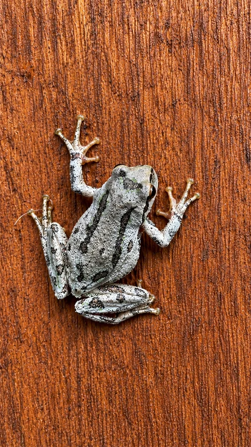 Small tree frog resting on reddish wood