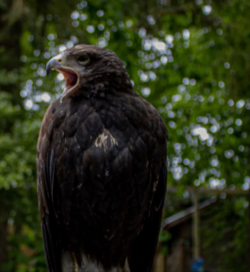 Dark hawk calling against a bokeh forest background