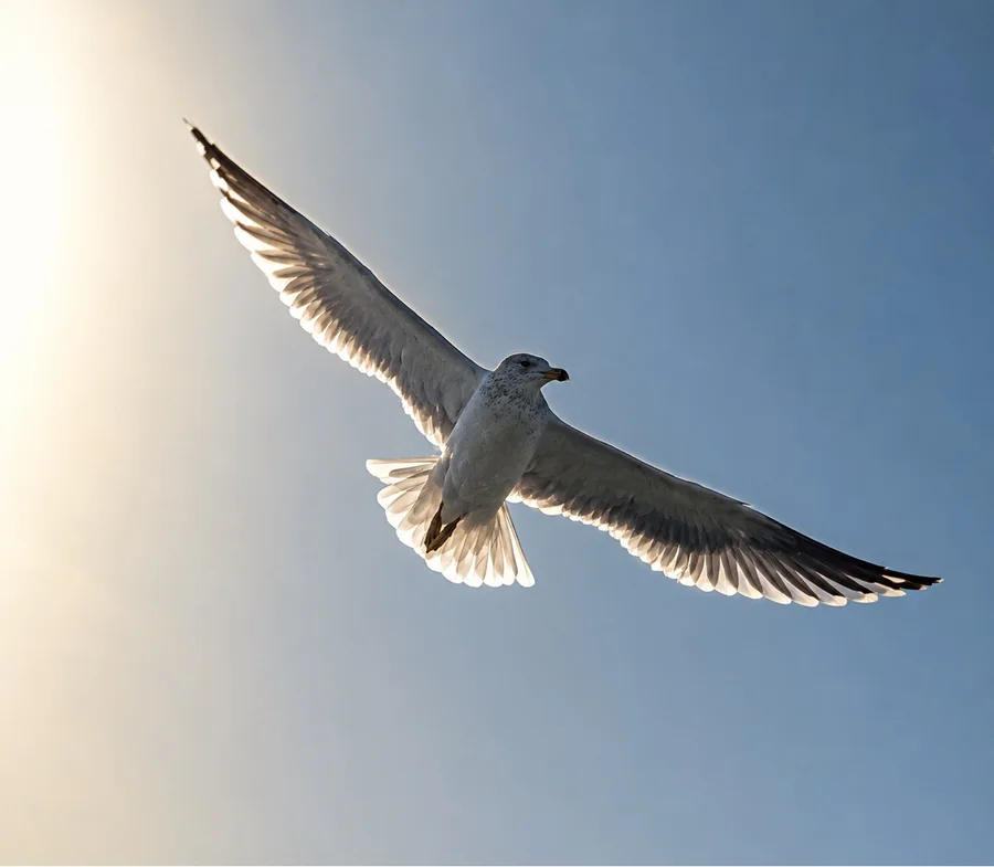 Seagull in flight backlit by the sun