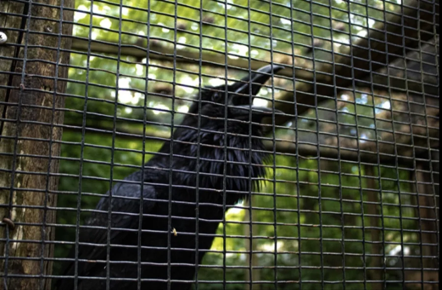 Black raven seen behind a wire fence