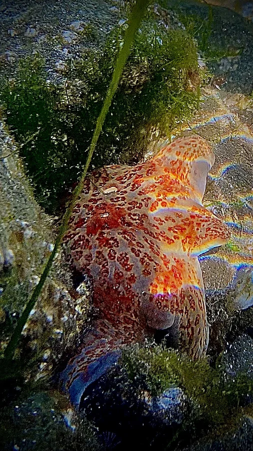 Mottled orange sea star underwater in a tidepool