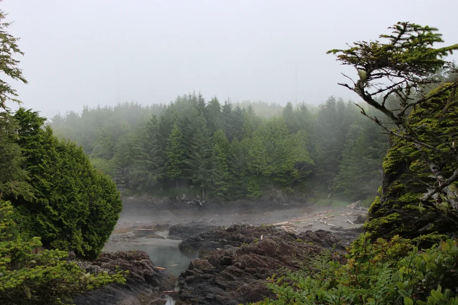 Misty evergreen forest surrounding a rocky coastal cove