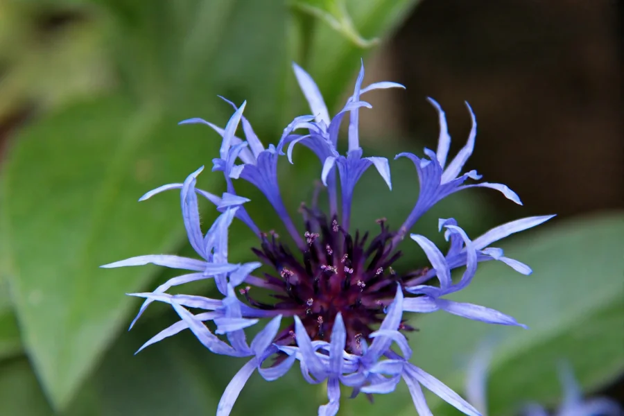 Blue cornflower in vivid natural light