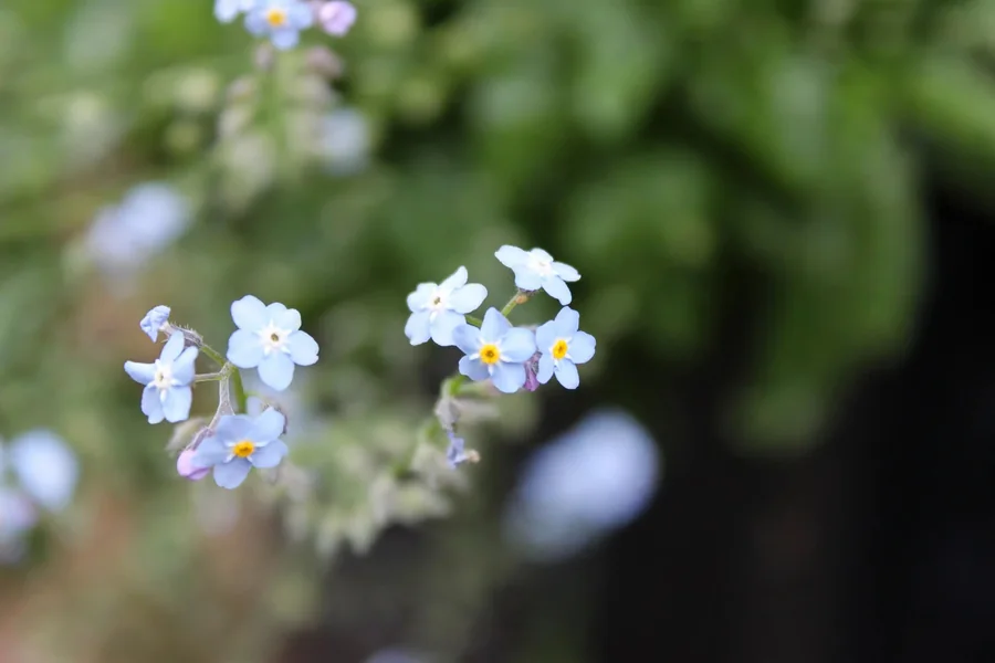 Cluster of tiny blue forget-me-not flowers