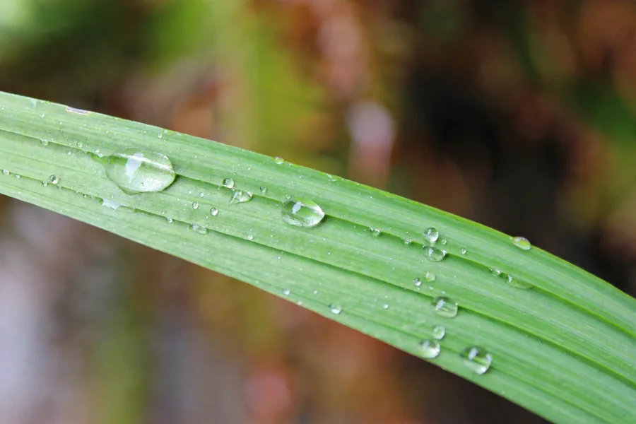 Green leaf covered in sparkling dew drops