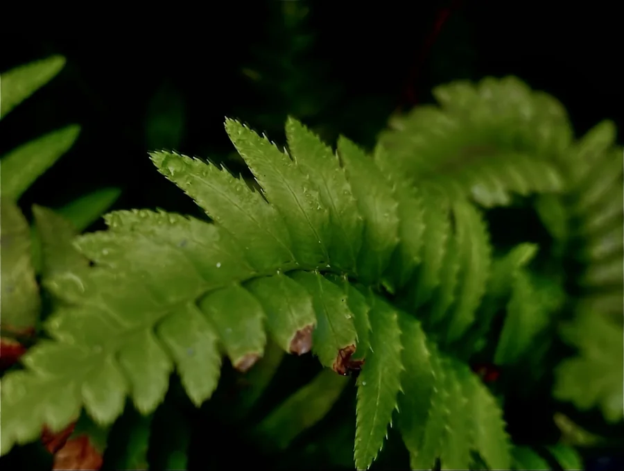 A green fern frond with water droplets against a dark background