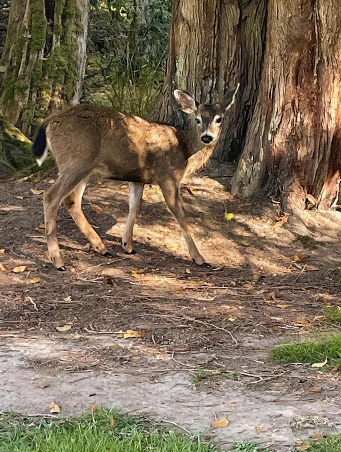 Deer standing in dappled forest light among large trees