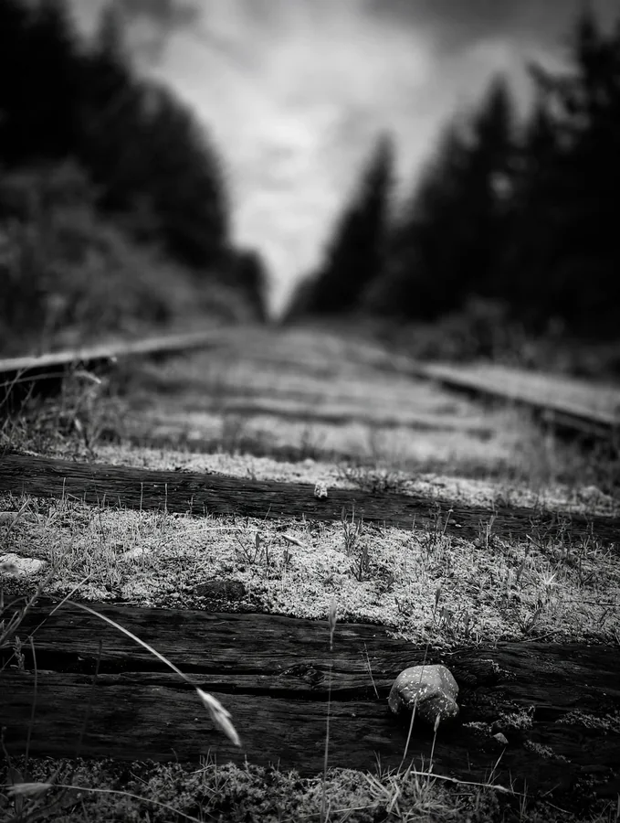 Black-and-white railway tracks leading into a forest