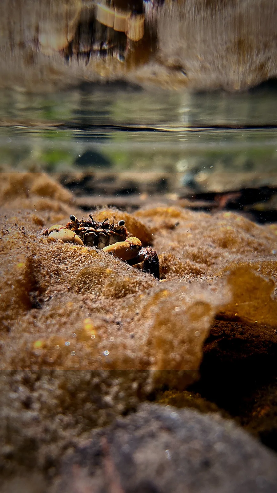 Crab on a tidepool floor beneath the waterline, split-shot view