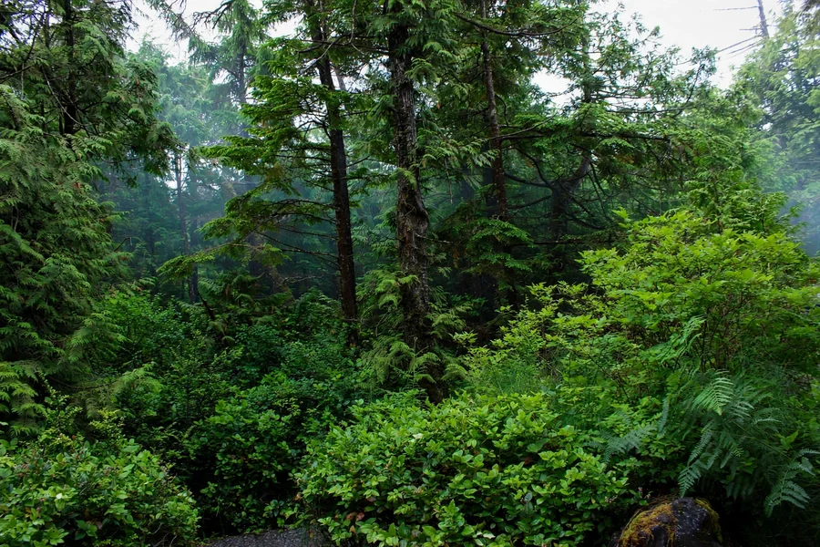 Dense green rainforest with ferns and moss-covered trees