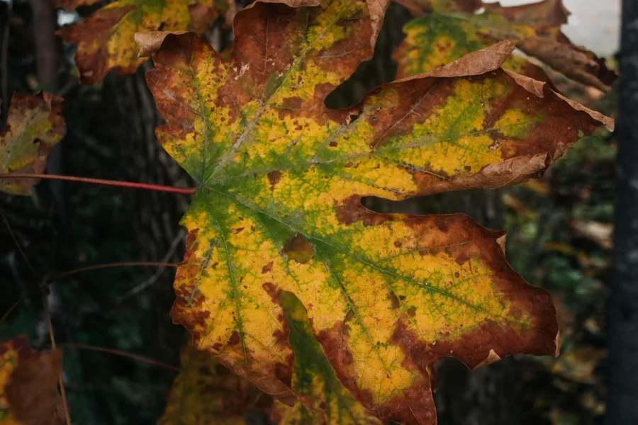 Autumn maple leaf mottled with green, gold and russet tones