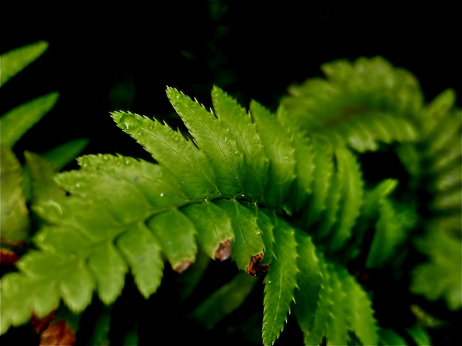 Dewy sword fern fronds against dark background