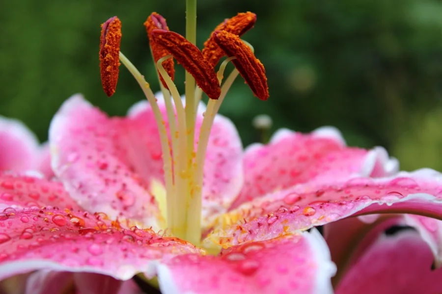 Close-up of a pink lily covered in dew drops