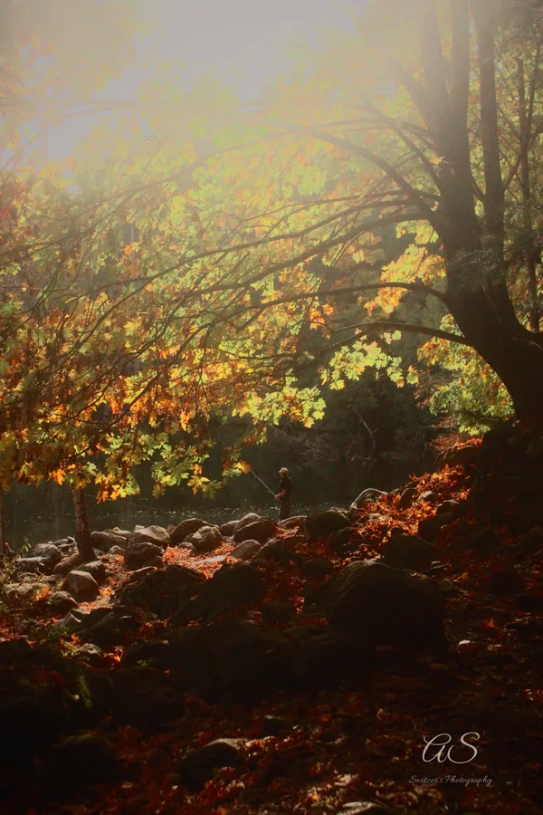 Golden autumn canopy glowing in sunlight