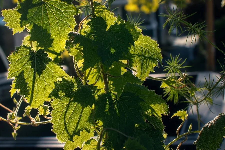 Green leaves glowing in warm backlight