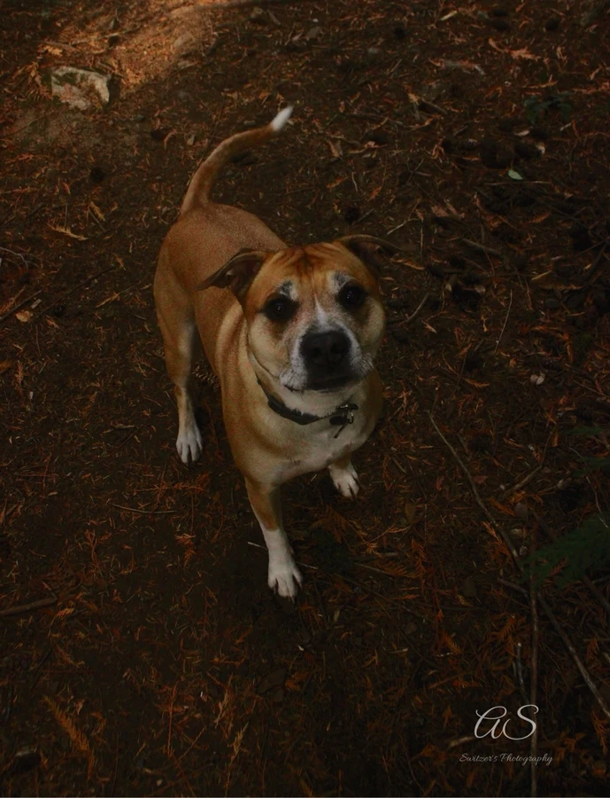 Tan dog looking up with a wagging tail