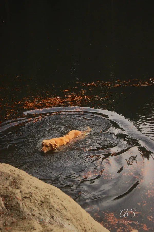 Golden dog swimming through black water