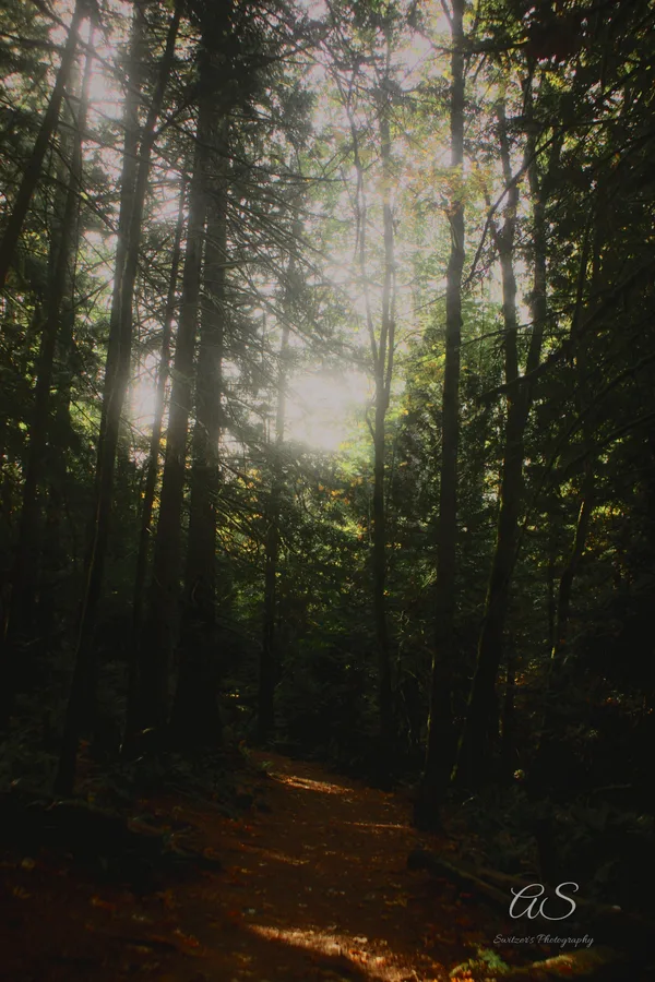 Forest path leading into misty sunlit trees