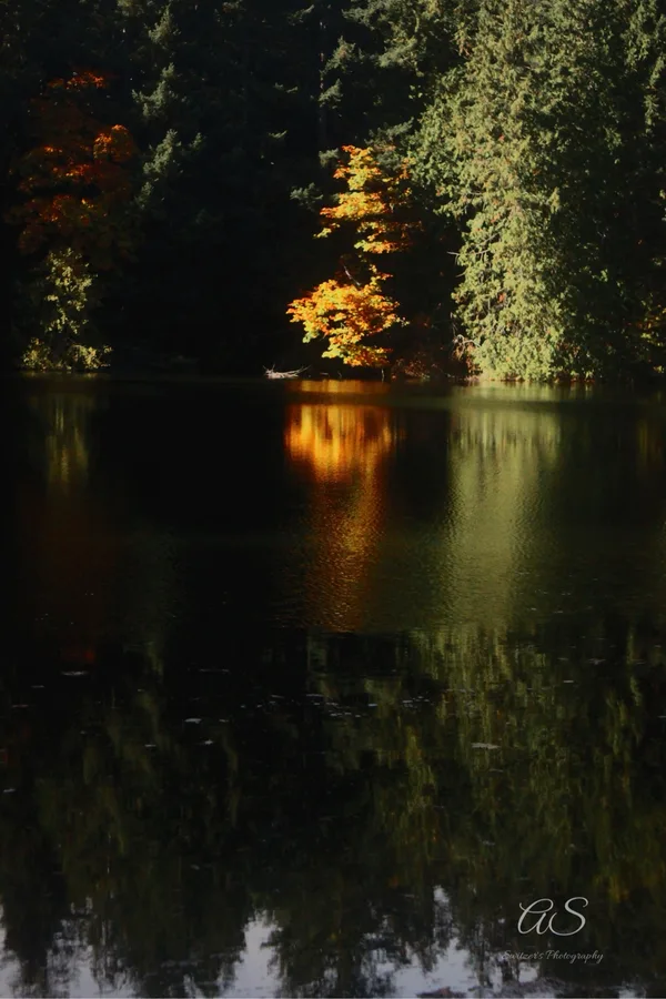 Orange autumn trees reflected in a dark calm lake
