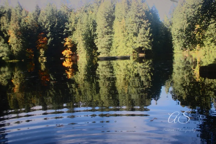 Evergreen forest mirrored in still lake water