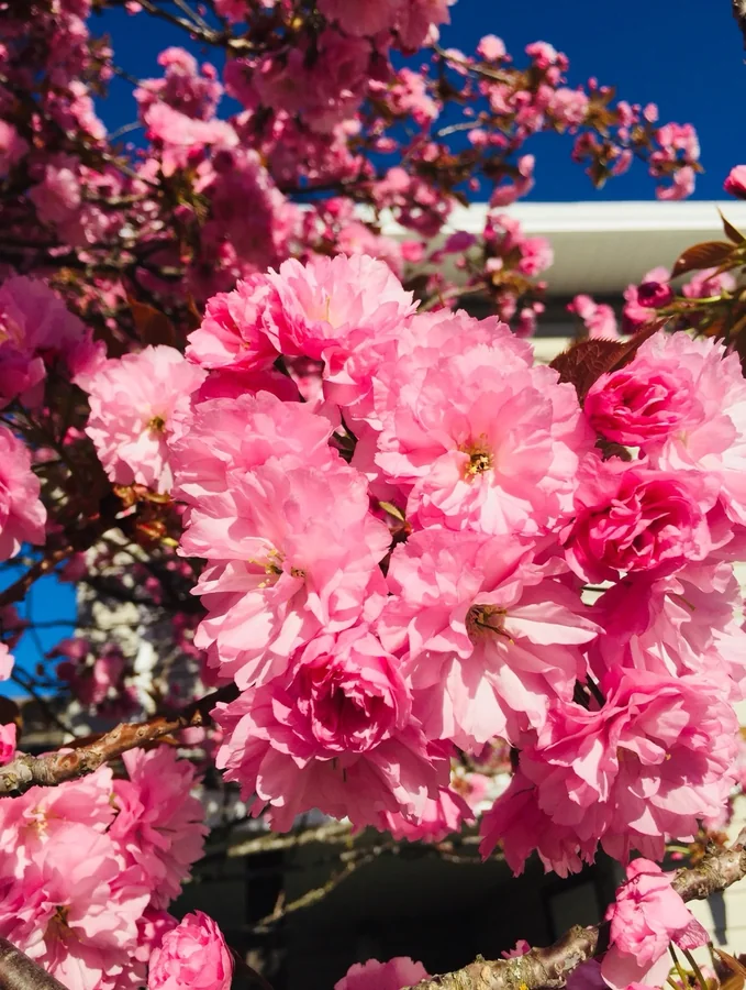 Pink cherry blossoms against a deep blue sky