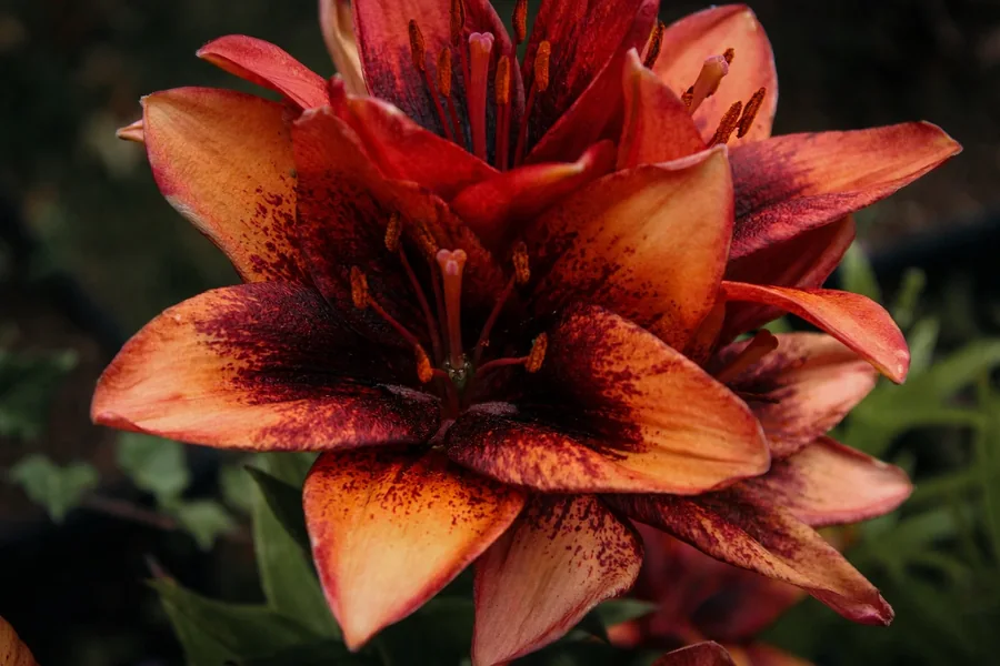 Vivid red lily photographed in close detail