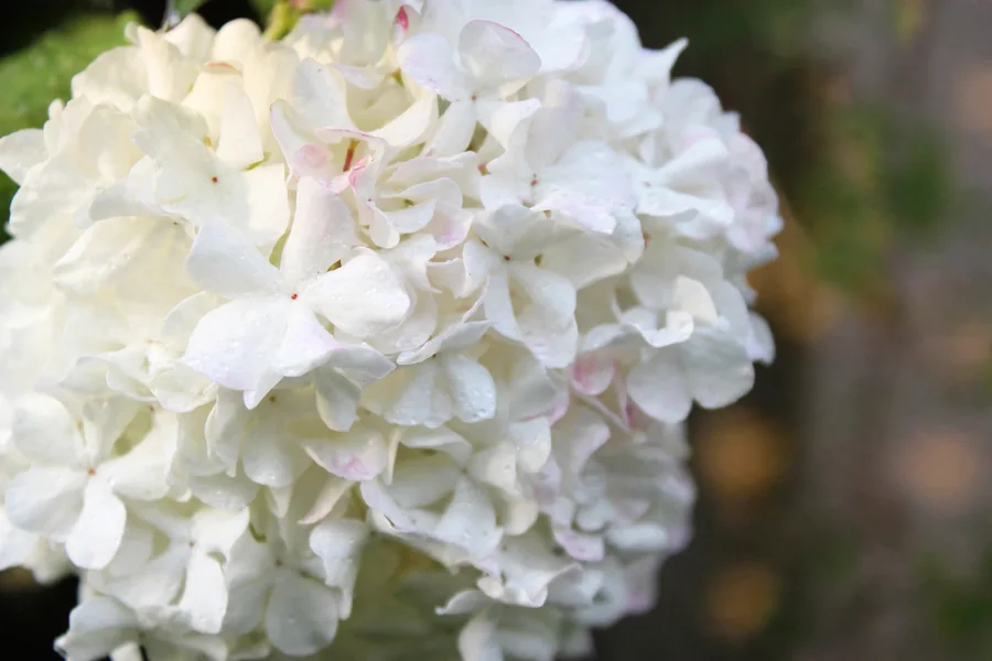 Close-up cluster of white snowball blossoms